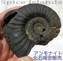 アンモナイト化石格安販売　Spice Islands