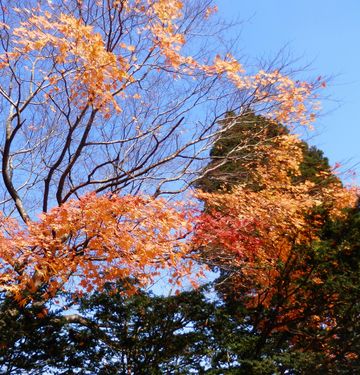 神社山の紅葉