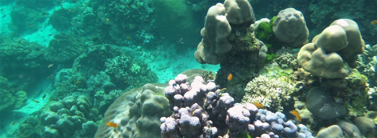 ロック島珊瑚礁