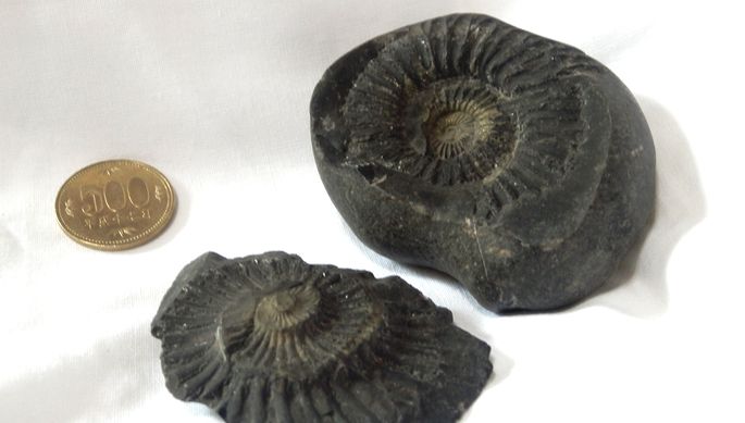 アンモナイト化石　ネパール産
