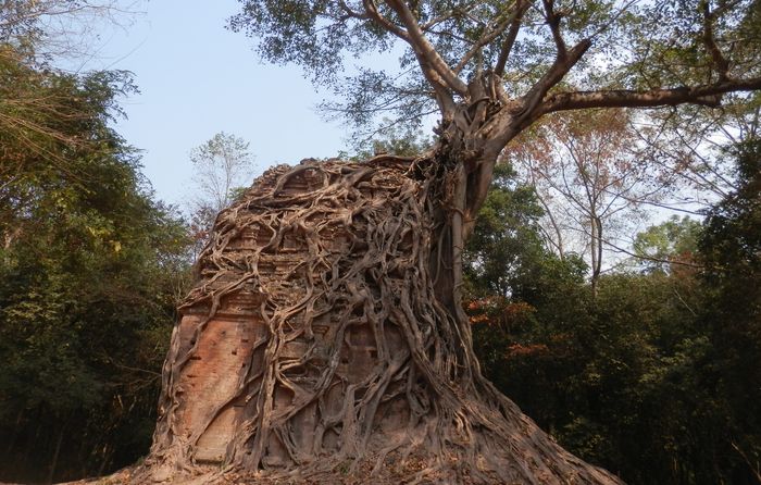 ダエムチュレイテンプル Daem Chrei Temple 木に食べられた遺跡